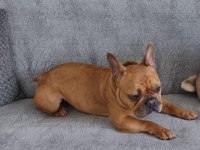 Acil Satılık French Bulldog