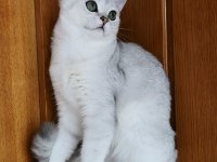 Scottish straight shorthair ns11 erkek