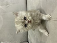 British longhair 43 günlük yavru kedimiz