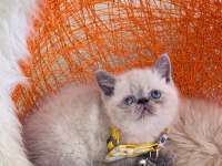 British Shorthair Dişi Erkek Sevimli Yavrular