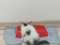 Yavru sokak kedisi