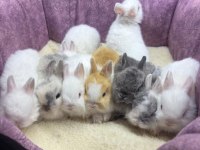 CÜCE NETHERLAND DWARF YAVRULARIMIZ