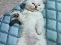 2 Aylık Dişi British Shorthair Blue Point Yavru