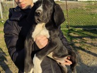 Great Dane Danua Yavrularımız
