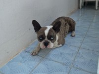 Balıkesir Merkez French Terrier Dişi