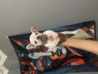 EGZOTİK FRENCH BULLDOG YAVRULARIMIZ EV ORTAMINDA BÜYÜYORLAR