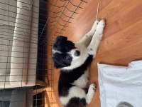 Dünyanın en akıllı köpeği border collie