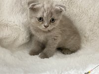 Mükemmel huylu scottish fold yavrumuz