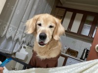 Golden retriever oğlumuza yuva arıyoruz