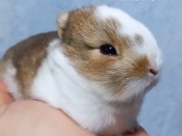 Cüce Tavşan NETHERLAND DWARF