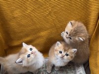 Golden british shorthair bebekler