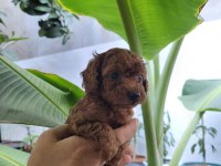 Kore Red Brown Poodle Yavrularımız