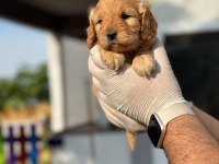 Maltipoo Yavrularımızı Canlı Görerek Alabilirsiniz
