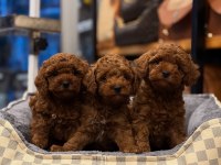 Mersin Toy Poodle Yavruları
