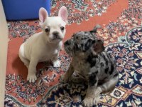 Egzotik French Bulldog Yavrular