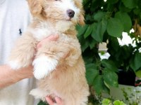 Maltipoo köpeğimize acil sahip arıyoruz