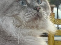 Erkek British Longhair Kedime Dişi Eş Arıyorum