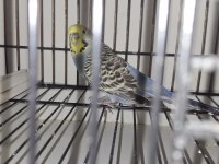 Çift - Tek Muhabbet kuşu satılıktır sağlıklı