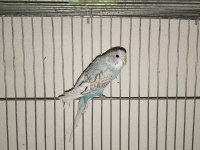 Sağlıklı muhabbet kuşları pendik