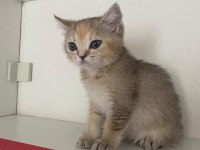 Safkan british shorthair