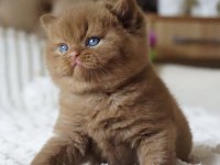 Pofuduk chocolate british shorthair
