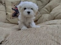 Maltese terrier yavrularımız