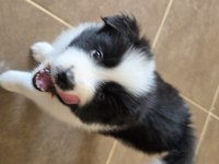 Muhteşem Border Collie Yavrular