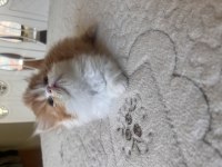 Exotic longhair dişi yavrular