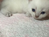 Erkek British Shorthair