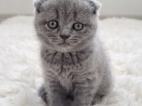 Scottish fold yavru kedilerimiz