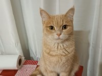 Yetişkin british shorthair