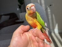 Pineapple Konur Yavru Yeni Yeme Düştü