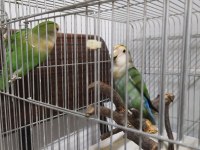 Sağlıklı sevda papağanı yavruları