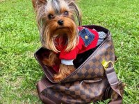 Teacup Çanta Köpeği