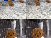MİNİK TOY POODLE