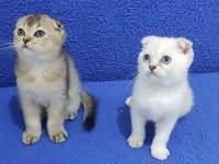 Scottish Fold Yavrularımız Yeni Yuvalarını Arıyor