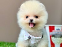 Safkan Pomeranian Boo Yavrularımız