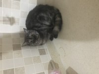 British shorthair güzel kızımıza kalıcı yuva arıyoruz