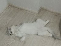 KEDİMİZE EŞ ARIYORUM