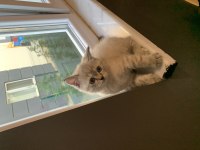 Uygun puanlı British Shorthair yavrular
