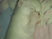 MİNİK SCOTTİSH STRAİGHT PAMUK YAVRUMUZA YUVA ARIYORUZ