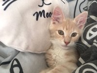 Kedi karamel