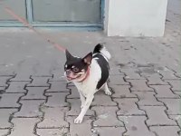 Acil uygun fiyatlı şivava
