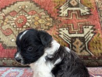 27 günlük köpekler