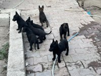 Belçika Malinois Köpeği