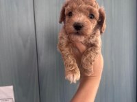 F1 MALTİPOO YAVRULARIM YENİ EVİNİ BEKLİYOR