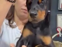 Türkiyeden çıkan dünya standardı doberman yavrular