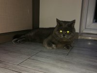 Kedi British shorthair