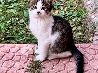 2.5 Aylık tekir kedimiz
