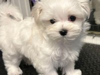 Son Kalan Dişi Yavru Köpeğimiz